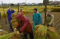 田んぼアートの稲刈り当日の様子