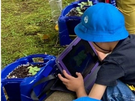 タブレットを使ったアサガオの観察